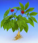 Chinesischer Ginseng reguliert generell
                            Stress und Verdauung, wirkt generell gegen
                            Diabetes mellitus und Altersbeschwerden