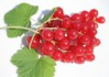 Johannisbeerkern�l (hier rote
                            Johannisbeeren) ist generell eine Quelle f�r
                            Omega-6-Fetts�uren; wirkt
                            entz�ndungshemmend; hilft gegen rheumatoide
                            Arthritis und Infektionen; st�rkt die
                            Nieren, und wirkt blutreinigend