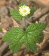 Kanadische Gelbwurzel (Goldenseal)
                            wirkt generell abwehrst�rkend,
                            antibakteriell, gegen Erk�ltungskrankheiten,
                            infekti�sen Durchfall, Giardia-Infektionen,
                            peptischen Ulkus und Geb�rmutterblutungen