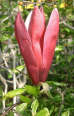 Purpurmagnolie (magnolia liliiflora)
                            wirkt generell gegen Nebenh�hlenbeschwerden
                            und Allergien