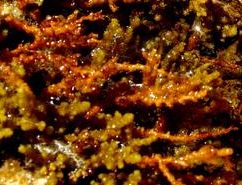 Rote Meerpflanzen sind deswegen rot,
                              weil rotes Gewebe das blau-gr�ne
                              Meerwasserlicht besonders gut ausn�tzen
                              kann