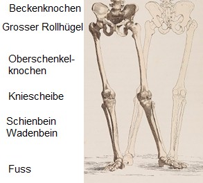 Skelett
                      mit dem Grossen Rollh�gel am H�ft-Aussenpunkt
