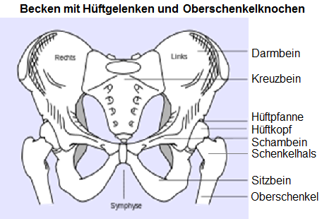Becken mit H�ftgelenken und
                      Oberschenkelknochen, Schema