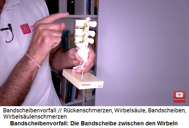 Bandscheiben
                              zwischen Wirbeln am Modell: Die
                              Bandscheiben befinden sich an der
                              R�ckgrat-INNENSEITE