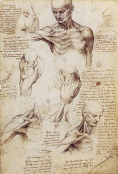 Leonardo da
                Vinci, Anatomie des Oberk�rpers beim Mann