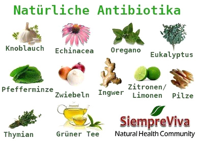 Nat�rliche Antibiotika: Knoblauch,
                        Echinacea, Oregano, Eukalyptus, Pfefferminze,
                        Zwiebeln, Ingwer, Zitronen / Limonen, Pilze,
                        Thymian, Gr�ntee