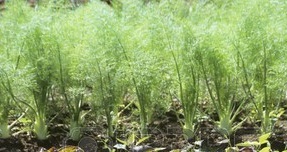 Fenchel auf dem Feld, Anbau von Fenchel