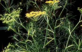 Fenchel: Gelbe
              Doldenbl�ten
