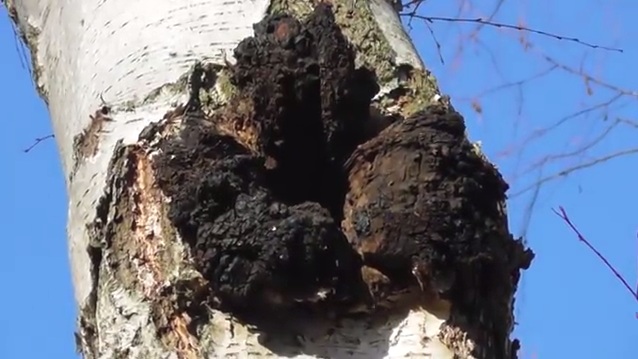 Chaga
                  mushroom at a birch trunk