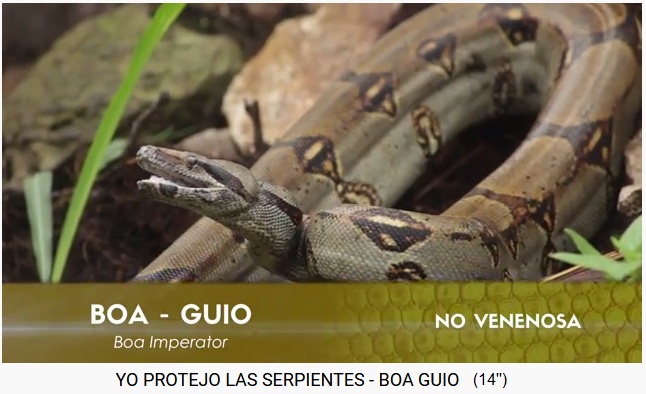 Boa constrictor in Kolumbien Boa
constrictor in Kolumbien