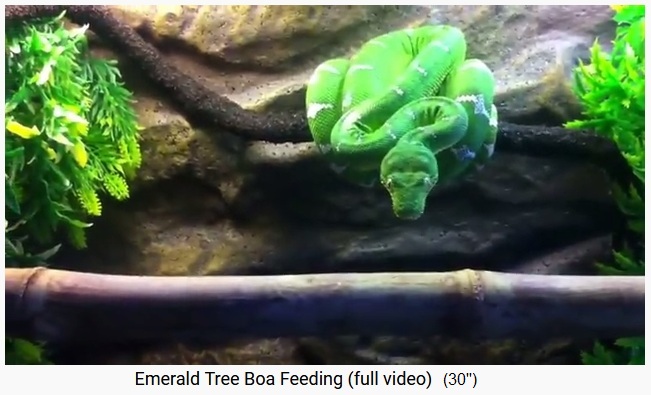 Grüne Hundskopfboa (Corallus caninus) Grüne Hundskopfboa (Corallus caninus)