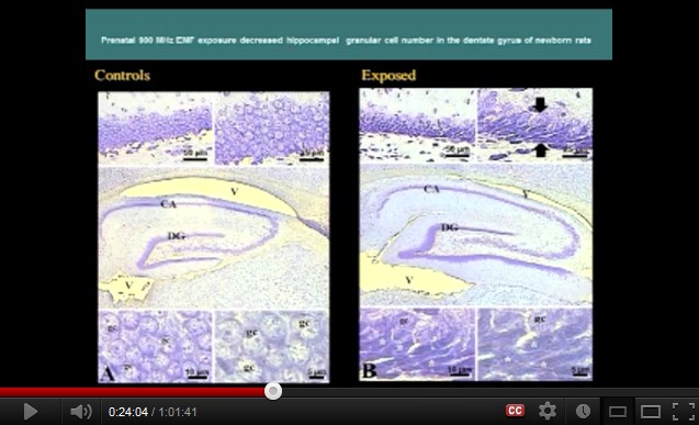 900 MHz:
                  Im Rattenexperiment werden embrionale Stammzellen
                  durch Handys klar gesch�digt bzw. die Anzahl Zellen
                  hat sich vermindert.