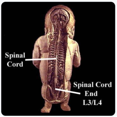 Die Wirbelsäule und die Länge des Rückenmarks
bei Babys Die Wirbelsäule und die Länge des
Rückenmarks bei Babys