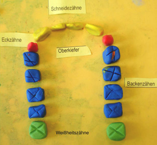 Ein farbiges Modell eines
                                Dauergebisses einer erwachsenen Person
                                mit Schneidez�hnen, Eckz�hnen und
                                Backenz�hnen