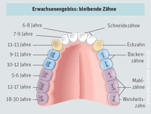 Das Erwachsenengebiss in einem
                                farbigen Schema mit den Jahresangaben,
                                wann die Z�hne etwa durchbrechen: die
                                ersten Mahlz�hne (Molaren) mit 5-6
                                Jahren, die zentralen Schneidez�hne mit
                                6-8 Jahren, die zweiten Schneidez�hne
                                mit 7-9 Jahren, die ersten Backenz�hne
                                (Pr�molaren) mit 9-11 Jahren, die
                                zweiten Backenz�hne (Pr�molaren) mit
                                10-12 Jahren, die Eckz�hne mit 11-13
                                Jahren, die zweiten Mahlz�hne (Molaren)
                                mit 12-17 Jahren, die dritten Mahlz�hne
                                (Molaren, Weisheitsz�hne) mit 18-30
                                Jahren [16].