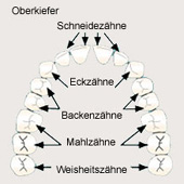 Gebiss ("Dauergebiss" von
                              erwachsenen Personen), der Oberkiefer,
                              Schema [12]
