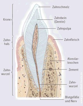 Zahn, Schema eines Schneidezahns mit
                          Beschriftung, von innen nach aussen:
                          Zahnpulpa, Zahnwurzel, Blutgef�sse und Nerven,
                          Zahnbein (Dentin), Zahnschmelz, Zement,
                          Alveolarknochen; von oben nach unten: Krone
                          [Zahnkrone], Zahnhals, Zahnwurzel [45].