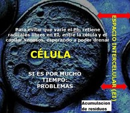 Desintoxicaci�n, c�lula