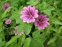 Enfermedades de las v�as urinarias
                              curan p.e. con malva