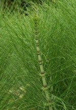 Reuma cura p.e. con cola de caballo