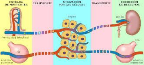 Desintoxicación esquema 01 con
nutrición y aire Desintoxicación esquema 01 con nutrición
y aire
