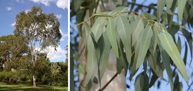 Eucalipto, �rbol y las hojas que curan