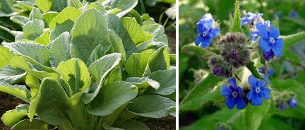 Borraja, hojas y flores