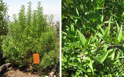 Culén, arbusto
y hojas Culén, arbusto y hojas