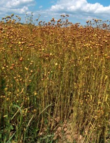Linaza con
cápsulas Linaza con cápsulas