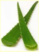 Sábila (Aloe
vera), hojas Sábila (Aloe vera), hojas