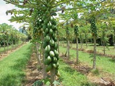 Papaya, plantaci�n