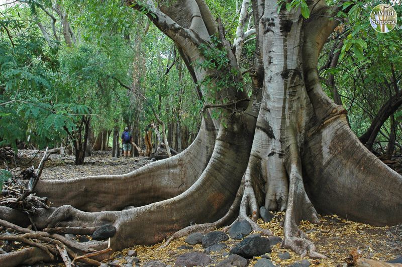 Ficus insipida, �rbol, tronco, ra�ces
