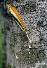 Ficus
                  insipida, leche blanca de la corteza