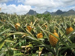 Campo de
piña en Paraguay Campo de piña en Paraguay