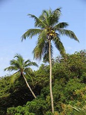Palmera de cocos