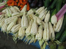 Ma�z / choclo blanco