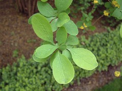 agracejo,
                  hojas