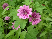 Malva Malva