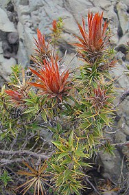 Huamanpinta Huamanpinta