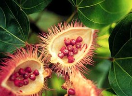 Aciote, achiote,
frutas con semillas Aciote,
achiote, frutas con semillas