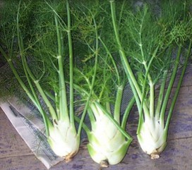 Hinojo con
raíz y hojas Hinojo con raíz y hojas