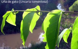 U�a de
                  gato, u�as