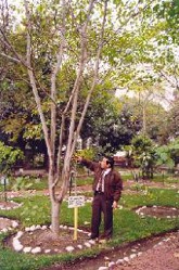 Sangre
                      de grado, �rbol