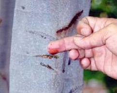 Sangre de grado, jugo
(látex) Sangre de
grado, jugo (látex)