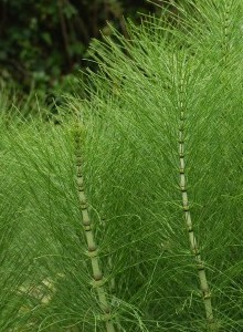 Cola de caballo Cola de caballo