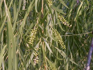 Sauce, hojas Sauce, hojas