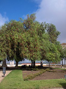 Schinus molle, �rbol