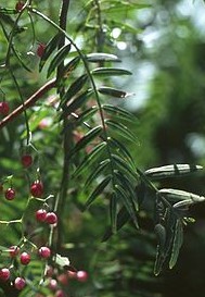 Schinus molle, hojas y
bayas Schinus
molle, hojas y bayas