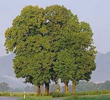 Tilo (Tilia
                  platyphyllos)