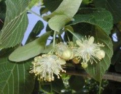 Tilo, flores
                y hojas